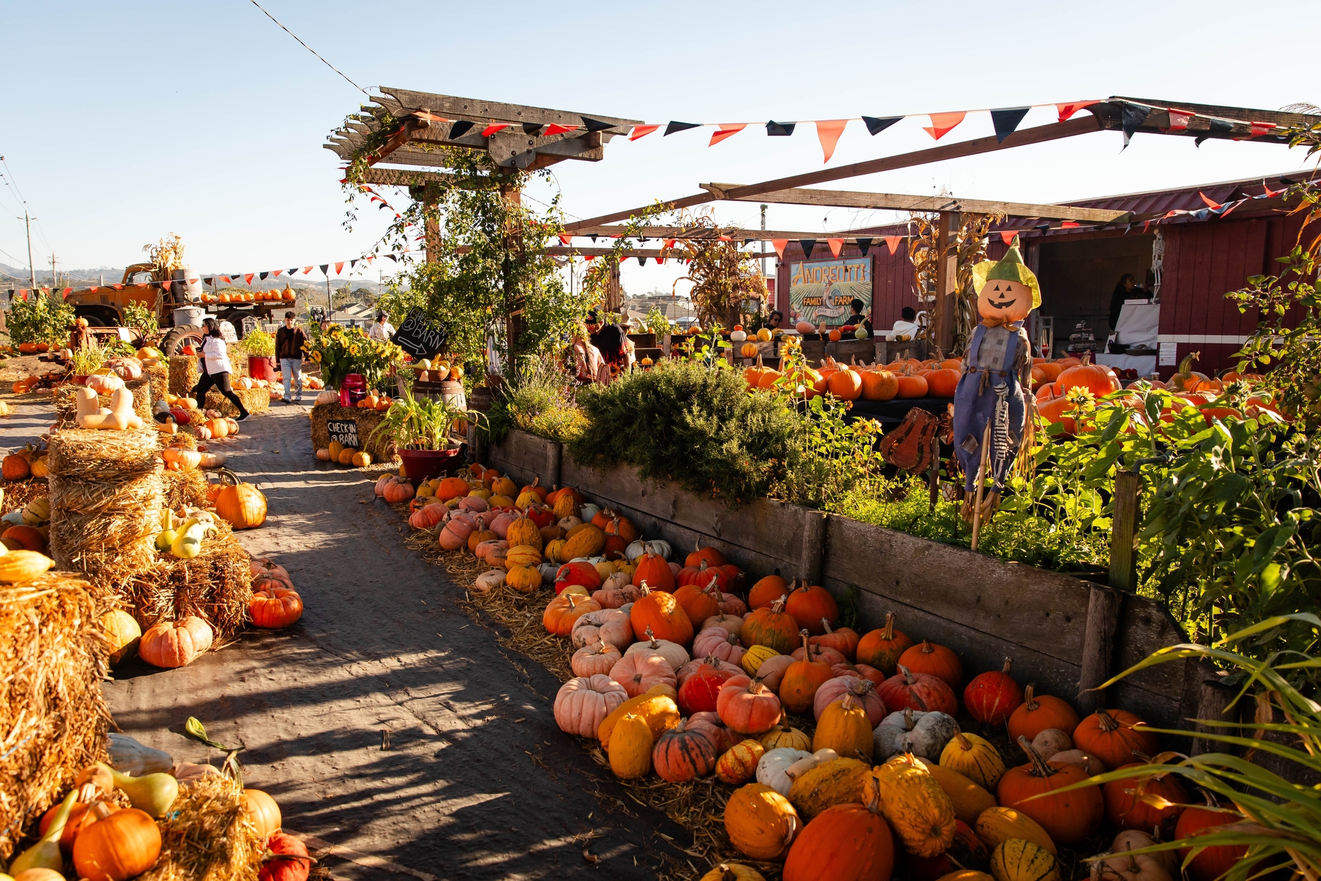 Pumpkin patch